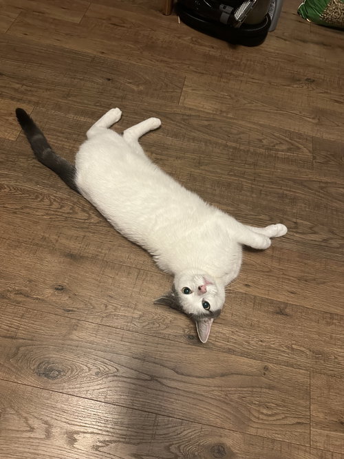 MOSCATO - Domestic Short Hair available for adoption