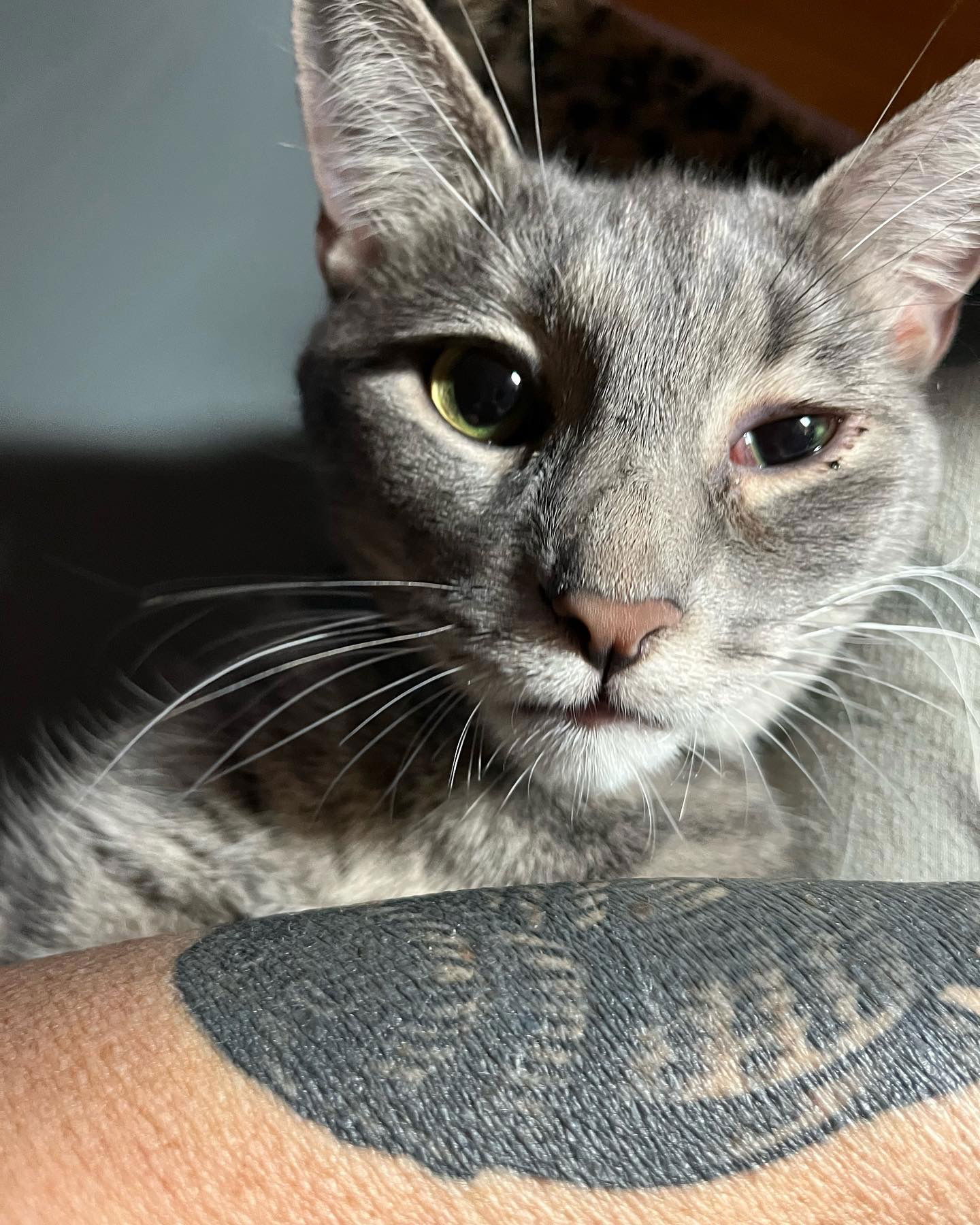 adoptable Cat in Philadelphia, PA named Lizzie Borden