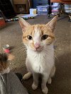 adoptable Cat in adel, IA named Opera