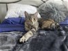 adoptable Cat in philadelphia, PA named Princess Leia