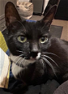 adoptable Cat in philadelphia, PA named Claudette