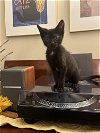 adoptable Cat in philadelphia, PA named Archie