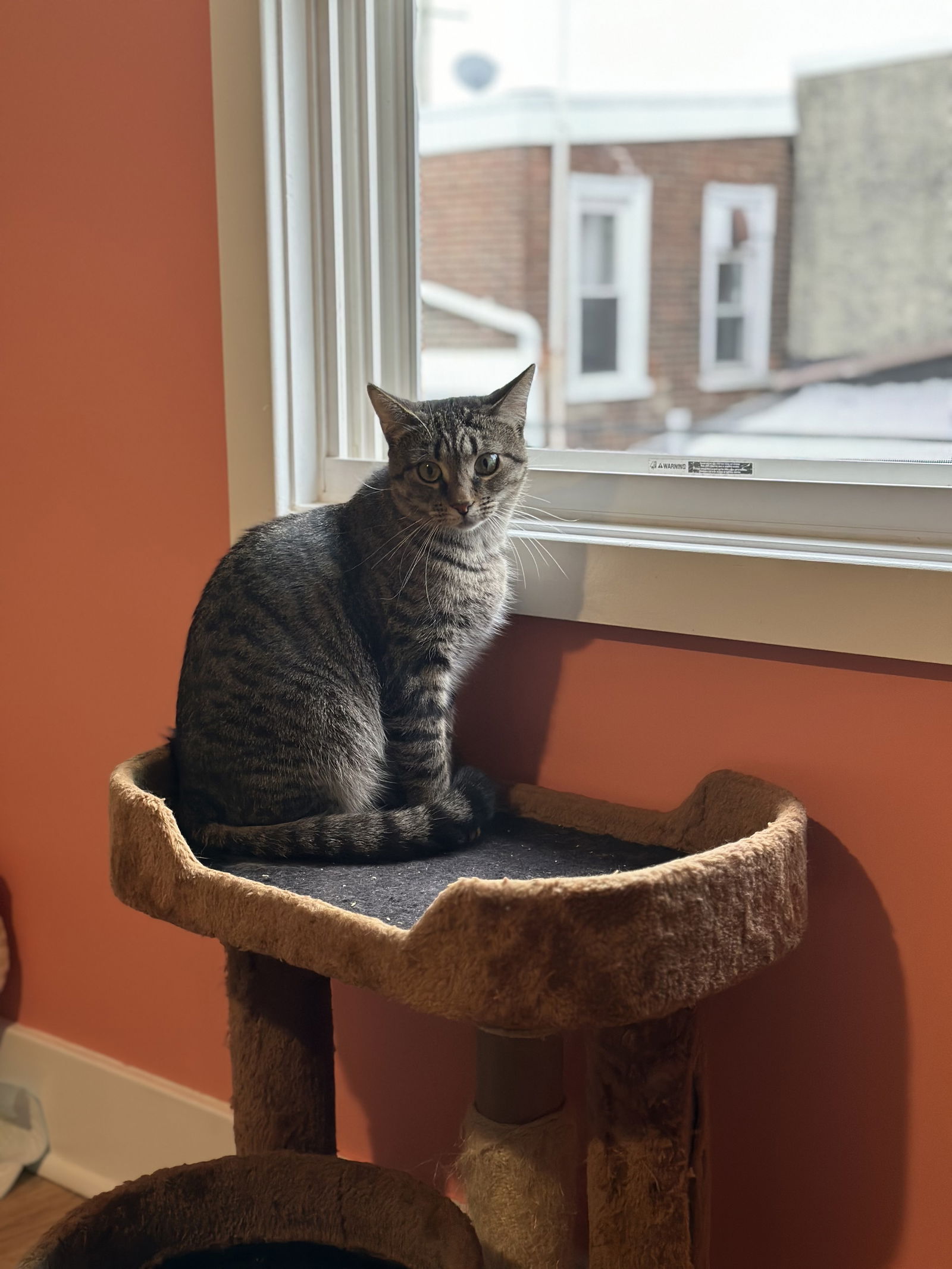 adoptable Cat in Philadelphia, PA named Selene the Moon Goddess