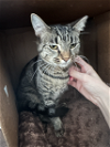adoptable Cat in philadelphia, PA named Aeris