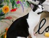 adoptable Cat in philadelphia, PA named Waffles