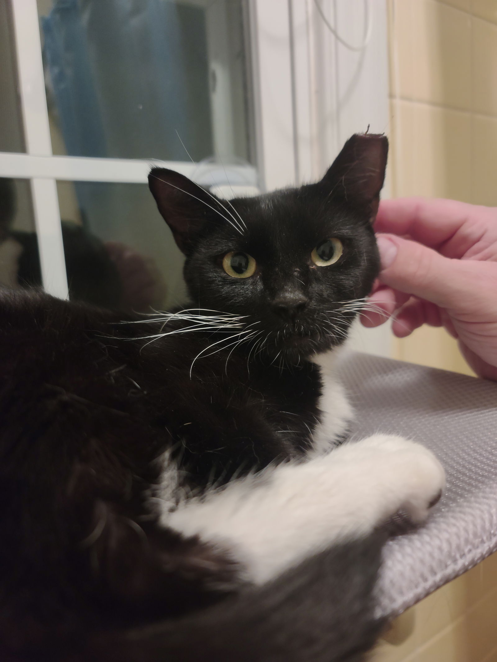 adoptable Cat in Philadelphia, PA named Lady