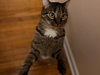 Clove - Photo 3