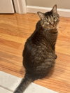 Clove - Photo 2
