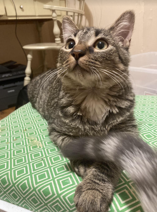 picture of the cat needing adoption