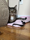 Clove - Photo 7