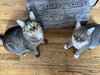 Clove - Photo 5