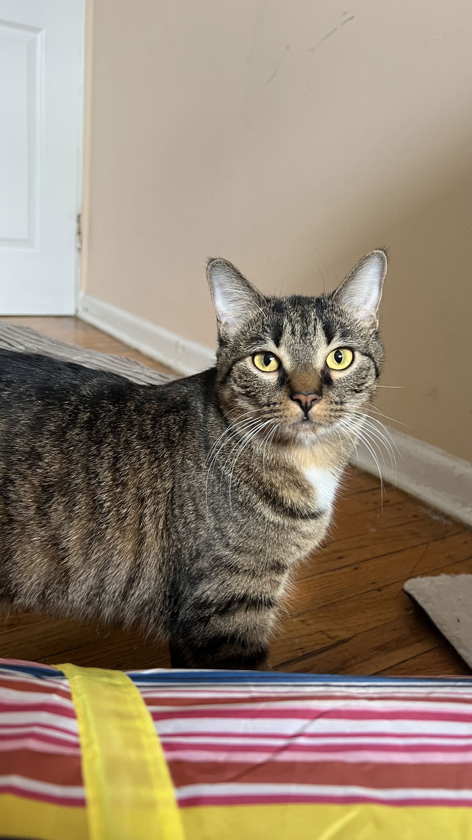 adoptable Cat in Philadelphia, PA named Clove