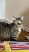 adoptable Cat in phila, PA named Clove
