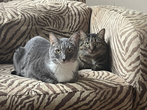 ANISE - Domestic Short Hair available for adoption