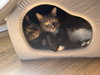 Anise - Photo 3