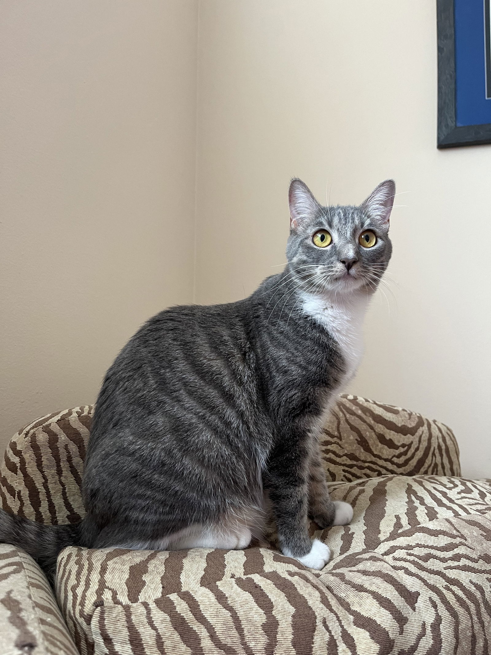 adoptable Cat in Philadelphia, PA named Anise