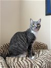 adoptable Cat in phila, PA named Anise