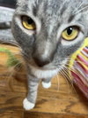 Anise - Photo 6