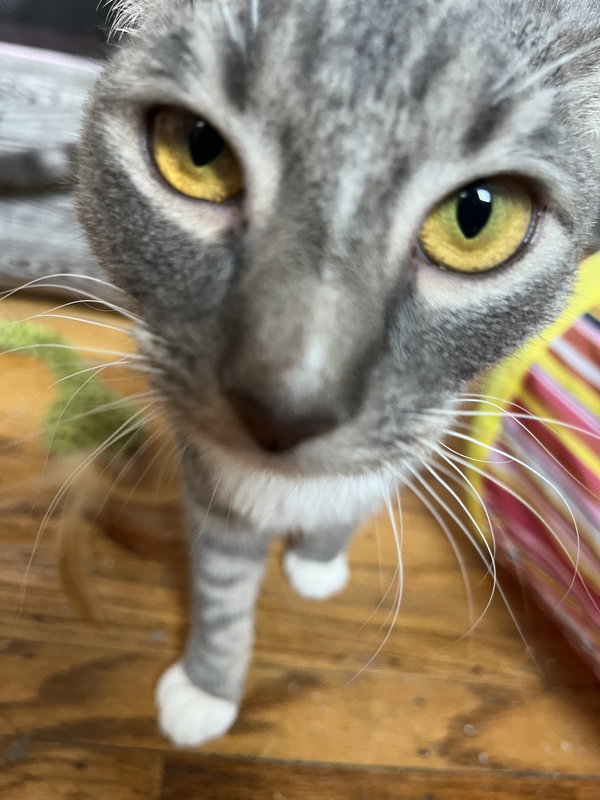 Anise