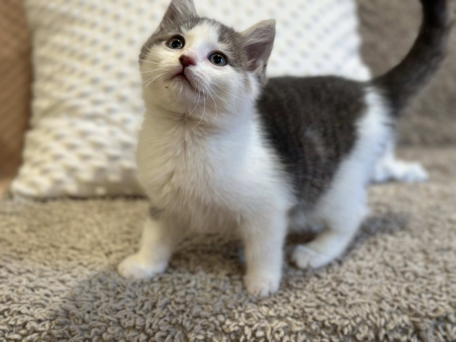 Cats for Adoption in Middletown, Delaware Alpha Paw