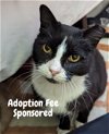 adoptable Cat in adel, IA named Bootsy