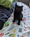 adoptable Cat in adel, IA named Ozzie