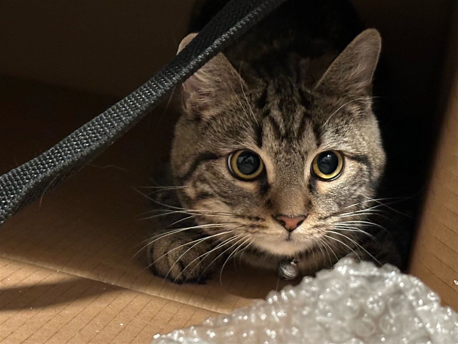 adoptable Cat in Philadelphia, PA named Imani