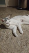 adoptable Cat in phila, PA named Sadie