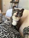 adoptable Cat in philadelphia, PA named Georgey aka TEN