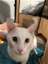 adoptable Cat in , PA named Jack