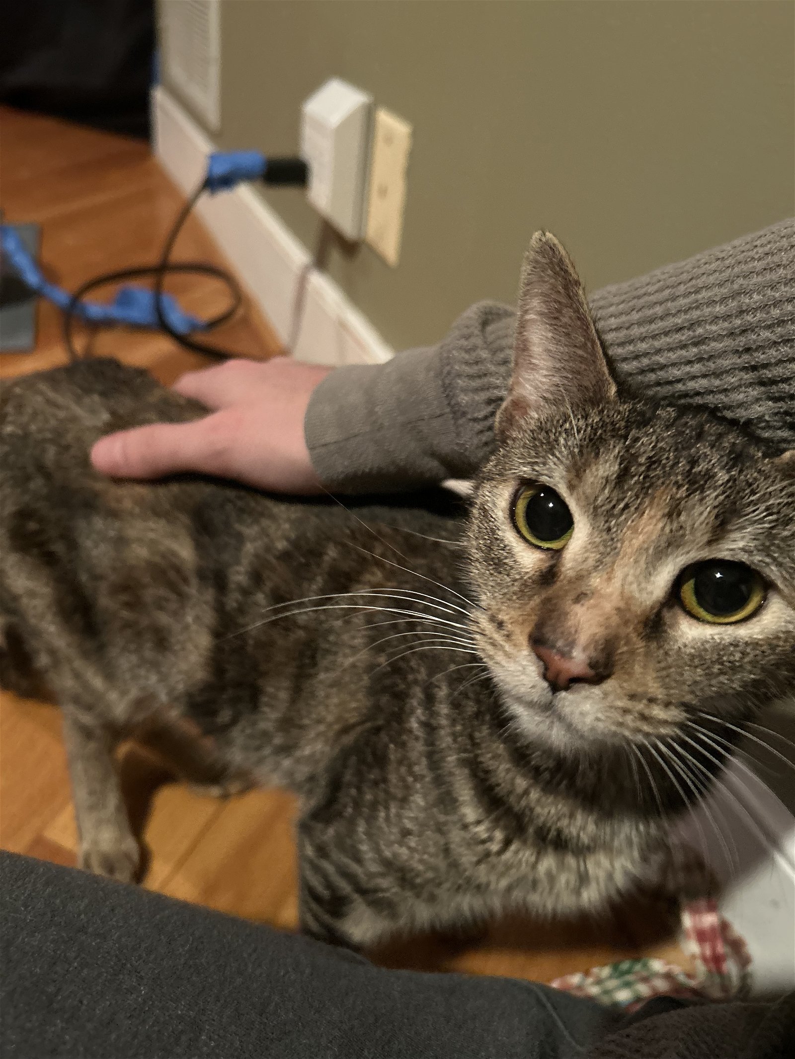 adoptable Cat in Philadelphia, PA named Izzy
