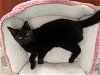 adoptable Cat in philadelphia, pa, PA named Bella