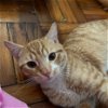 adoptable Cat in adel, IA named Chance