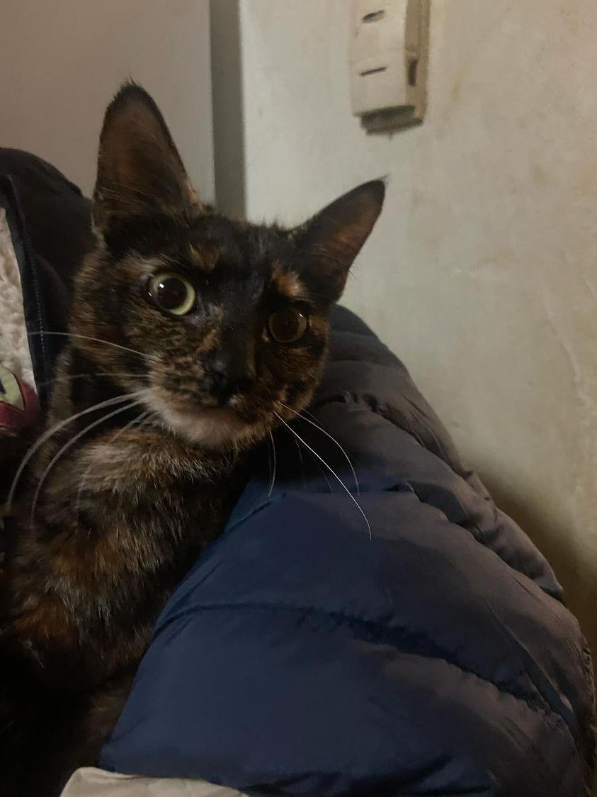adoptable Cat in Philadelphia, PA named Tamara