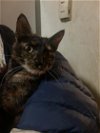 adoptable Cat in adel, IA named Tamara