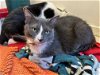 adoptable Cat in phila, PA named Gracie