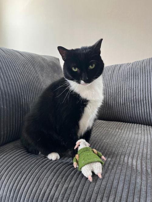 picture of the cat needing adoption