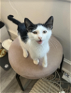 adoptable Cat in philadelphia, PA named Vlad