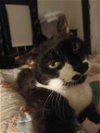 adoptable Cat in adel, IA named Otis Redding