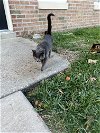 adoptable Cat in philadelphia, PA named Gretzky