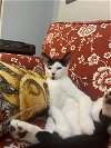 adoptable Cat in adel, IA named Serendipity
