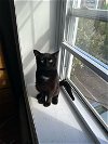 adoptable Cat in phila, PA named Duke