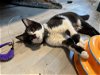 adoptable Cat in phila, PA named Alia