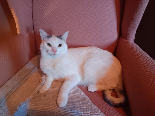 COLBY - Domestic Short Hair available for adoption