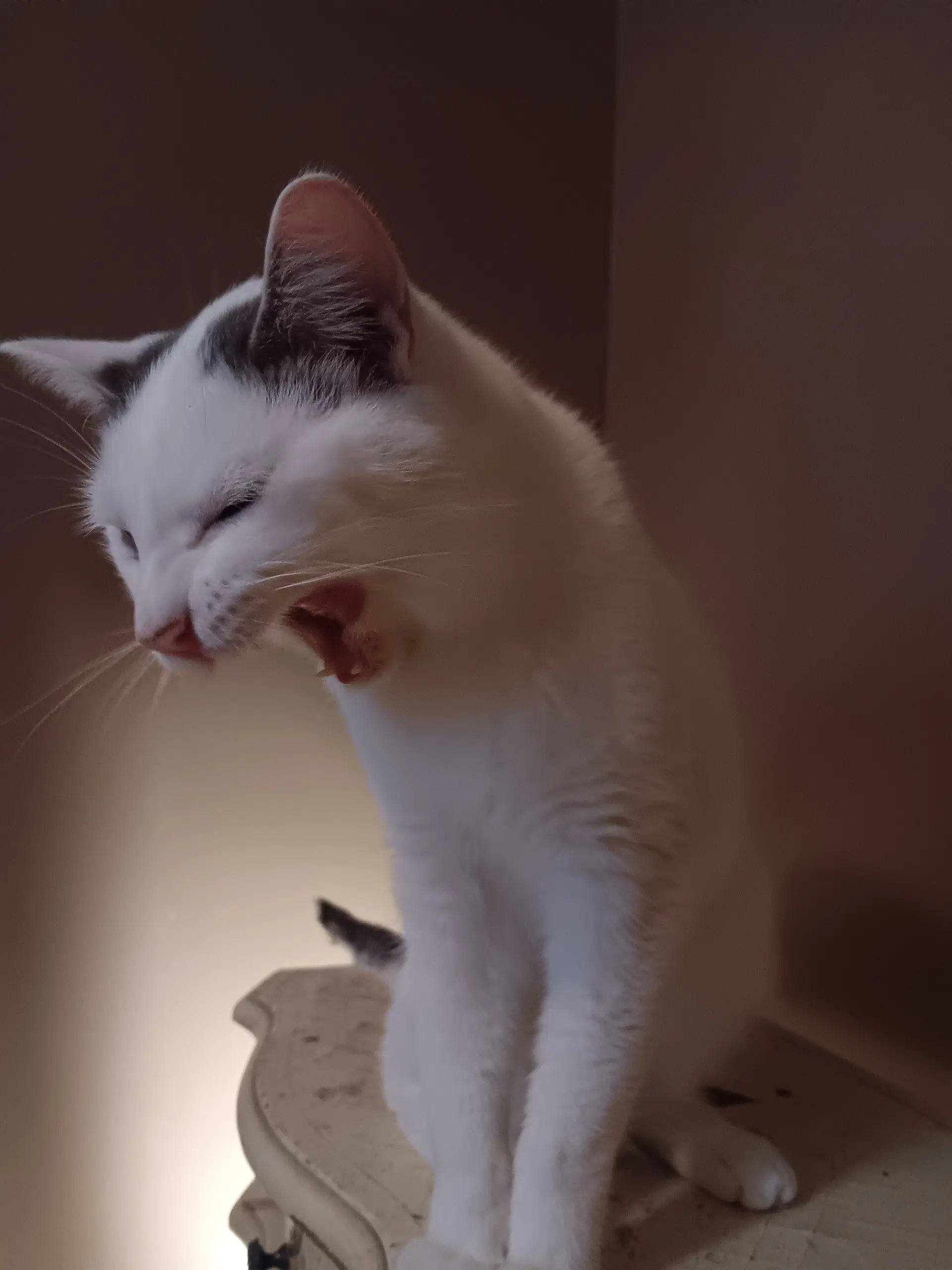 Colby - Domestic Short Hair