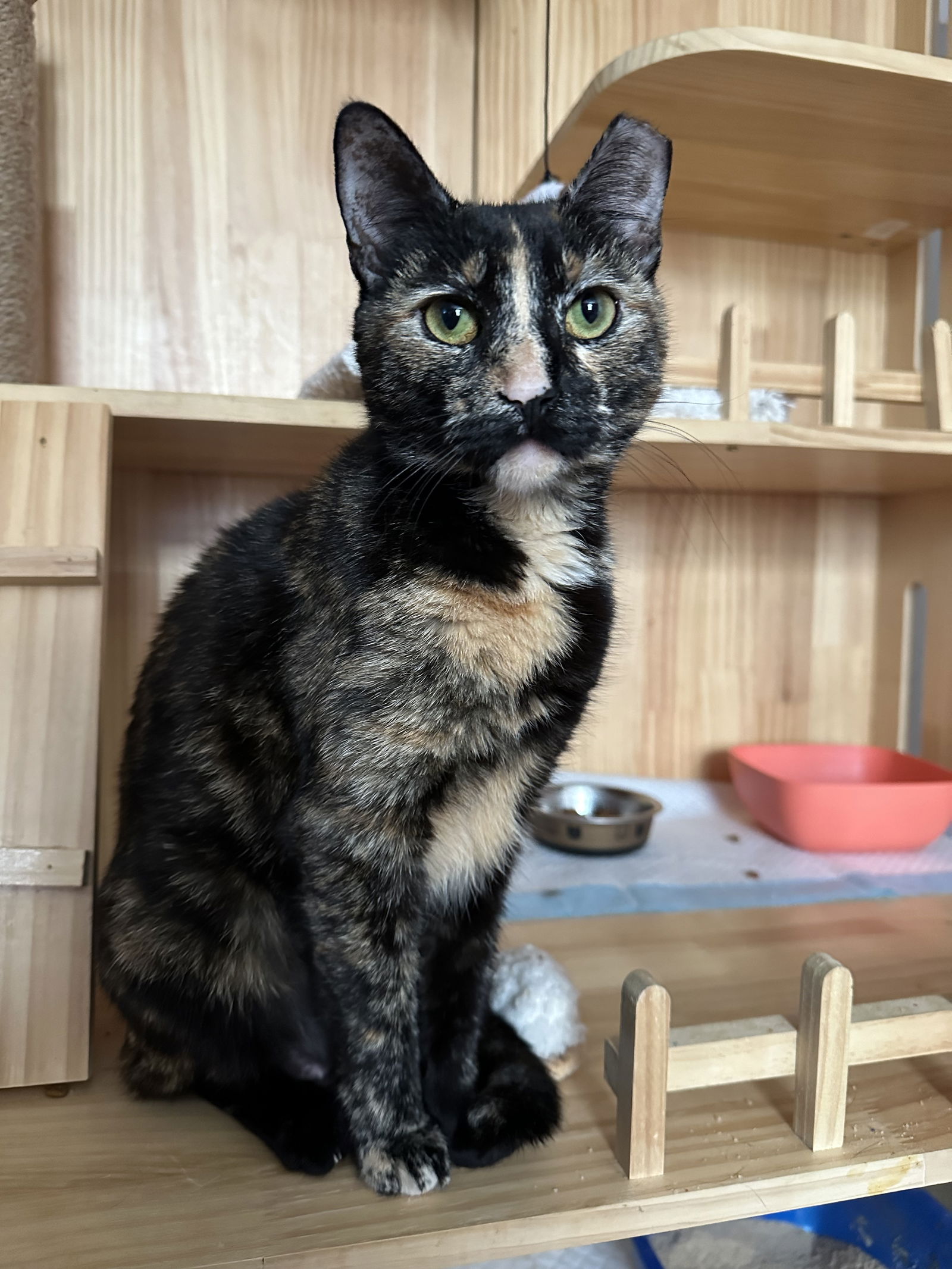 adoptable Cat in Philadelphia, PA named Karmalita