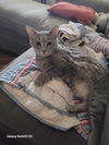 adoptable Cat in  named Kinsey