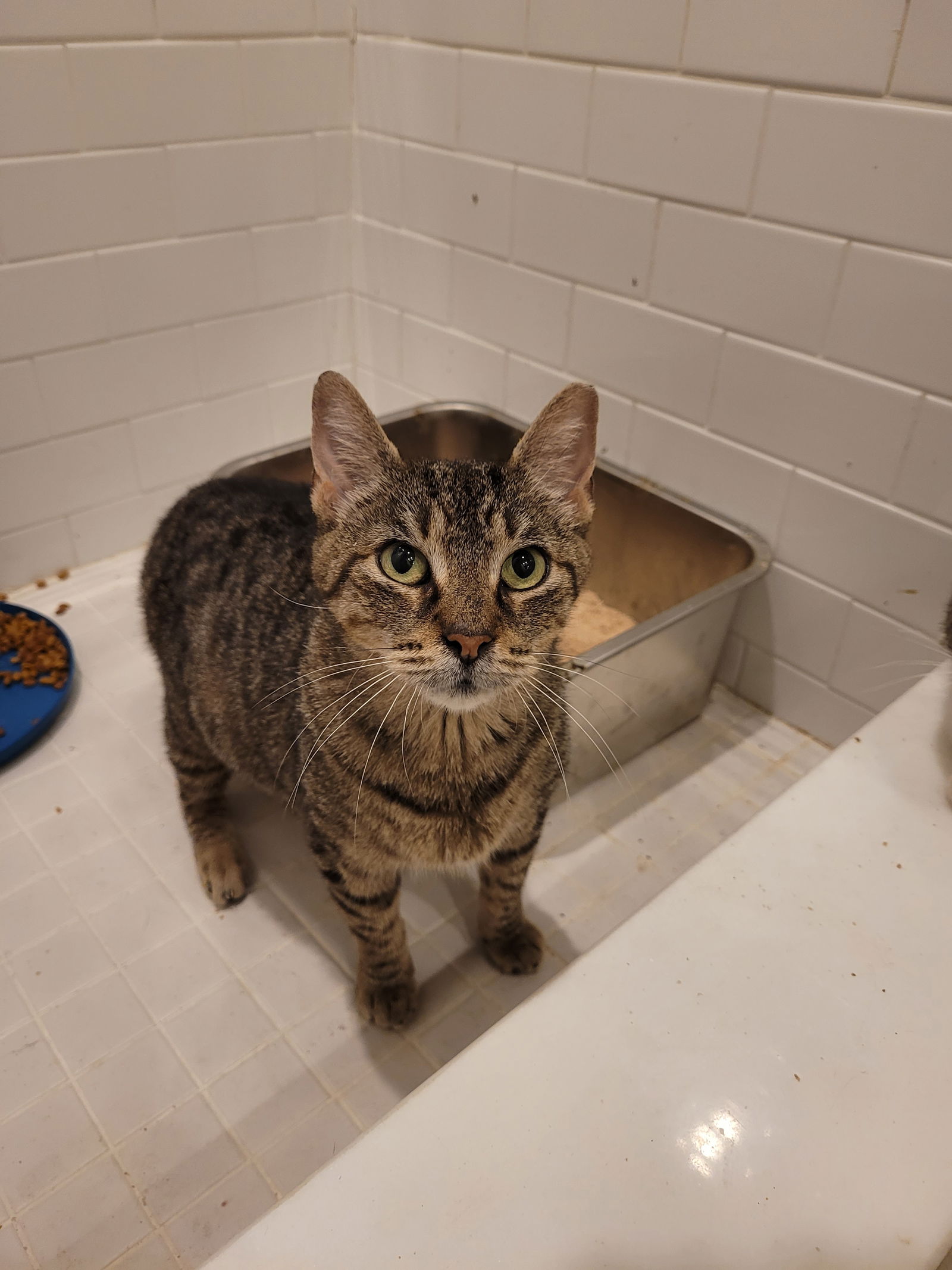 adoptable Cat in Philadelphia, PA named Bianca Del Rio