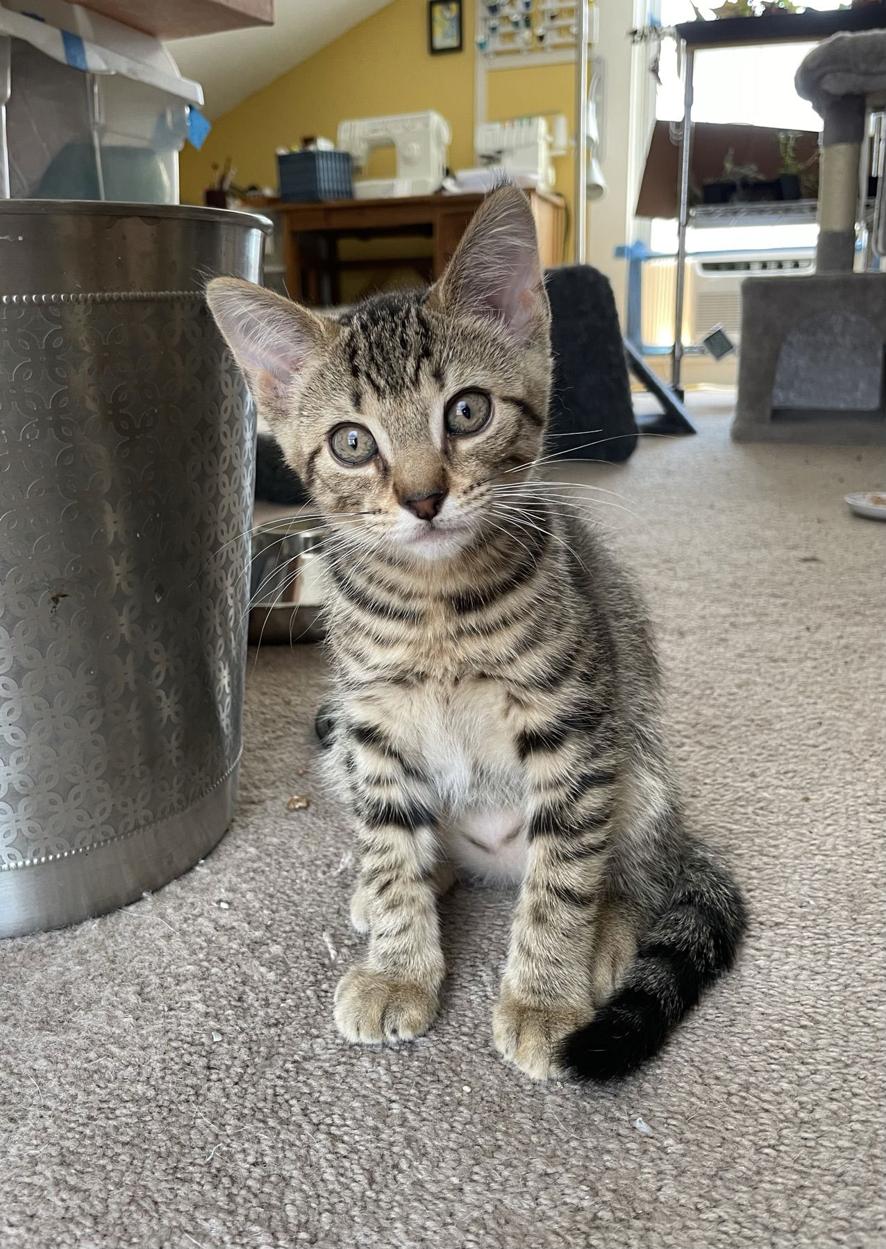 adoptable Cat in Philadelphia, PA named Basil