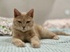 adoptable Cat in Philadelphia, PA named Miss Honey